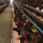 TRANG TRẠI GÀ 17HA, LONG THÀNH, ĐỒNG NAI, CHO THUÊ 1 TỈ/THÁNG. BÁN 130 TỈ