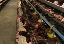 TRANG TRẠI GÀ 17HA, LONG THÀNH, ĐỒNG NAI, CHO THUÊ 1 TỈ/THÁNG. BÁN 130 TỈ