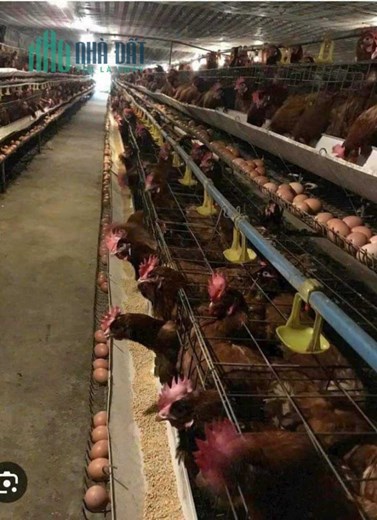 TRANG TRẠI GÀ 17HA, LONG THÀNH, ĐỒNG NAI, CHO THUÊ 1 TỈ/THÁNG. BÁN 130 TỈ