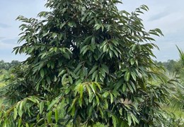 CHÍNH CHỦ Cần Bán Đất Trồng Sầu Riêng - Tại Thôn 11, Hòa Nam, Di Linh, Lâm Đồng
