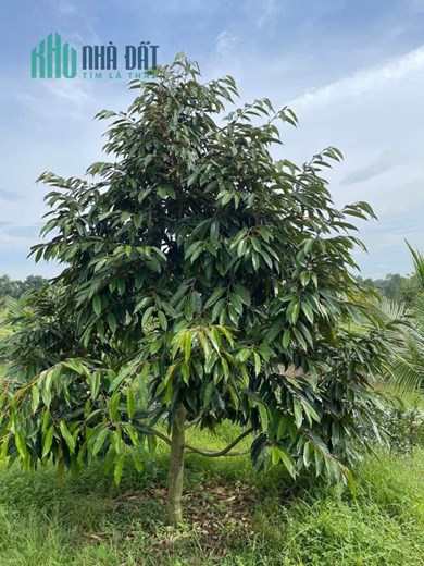 CHÍNH CHỦ Cần Bán Đất Trồng Sầu Riêng - Tại Thôn 11, Hòa Nam, Di Linh, Lâm Đồng