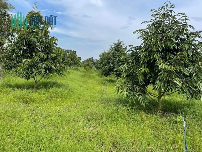 CHÍNH CHỦ Cần Bán Đất Trồng Sầu Riêng - Tại Thôn 11, Hòa Nam, Di Linh, Lâm Đồng