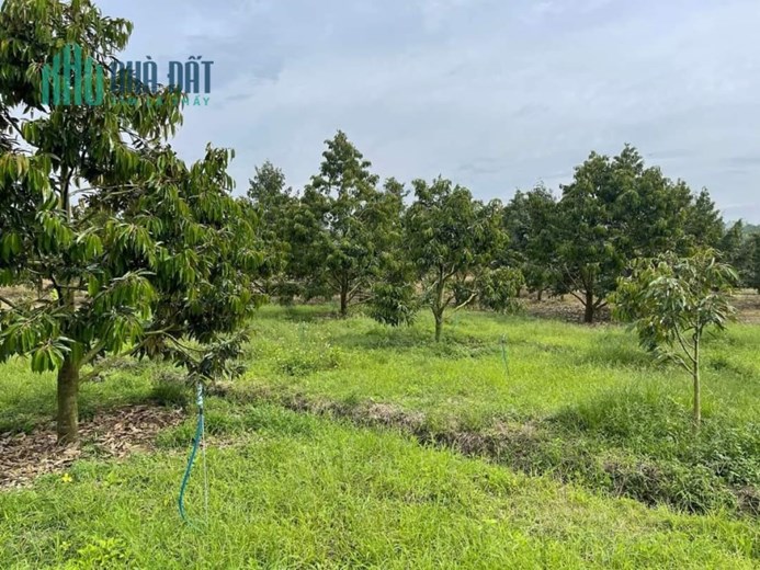 CHÍNH CHỦ Cần Bán Đất Trồng Sầu Riêng - Tại Thôn 11, Hòa Nam, Di Linh, Lâm Đồng