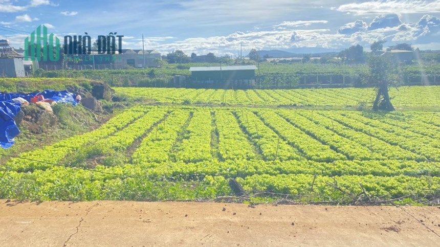 Bán lô đất hẻm pê tông rộng 5m, thuộc gần cos pha, liên hiệp đức trọng 2,5 tỷ