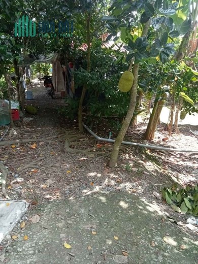 Chính Chủ Cần Bán Đất Vườn Giá Siêu Đầu Tư.