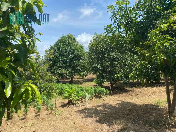 *** Bán Đất Vườn Có Thổ Cư Tại xã Long Hoà ***