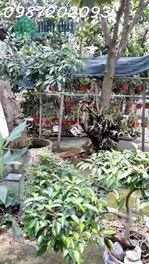 BÁN ĐẤT CÓ SẴN NHÀ CĂN GÓC TỈNH LỘ 2 DIÊN LẠC DIÊN KHÁNH ĐƯỜNG Ô TÔ GIÁ 3TY950