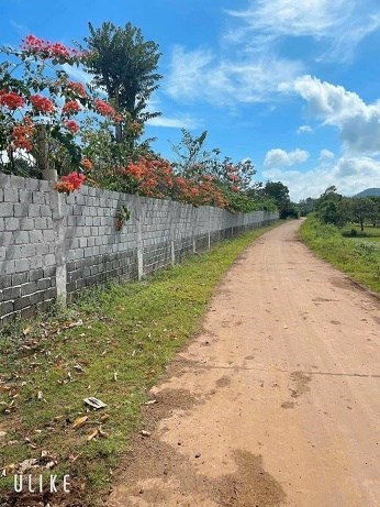 SIÊU PHẨM LÀM VIEW NHÀ VƯỜN ĐÂY Ạ 1,2 HA ĐẤT VIEW RUỘNG NGAY UB XÃ CƯ M’GAR
