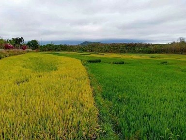 SIÊU PHẨM LÀM VIEW NHÀ VƯỜN ĐÂY Ạ 1,2 HA ĐẤT VIEW RUỘNG NGAY UB XÃ CƯ M’GAR