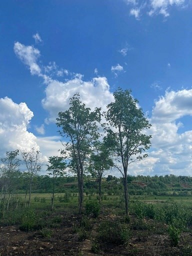 SIÊU PHẨM LÀM VIEW NHÀ VƯỜN ĐÂY Ạ 1,2 HA ĐẤT VIEW RUỘNG NGAY UB XÃ CƯ M’GAR