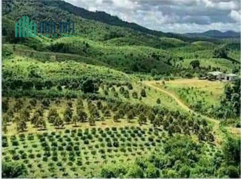 Xuất cảnh cần bán gấp tổng diện tích: 73 Ha tại huyện Bảo Lâm- tỉnh Lâm Đồng