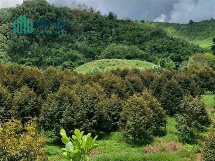 Xuất cảnh cần bán gấp tổng diện tích: 73 Ha tại huyện Bảo Lâm- tỉnh Lâm Đồng