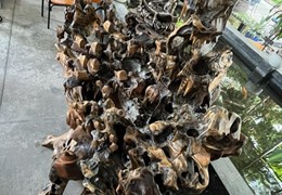 Cần bán thác nước phong thuỷ chất liệu bộ rễ lõi cây gỗ chai