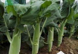Chuyên Cung Cấp Thực Phẩm Sạch Tại Tp Hà Nội