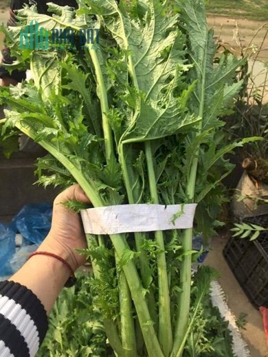 Chuyên Cung Cấp Thực Phẩm Sạch Tại Tp Hà Nội