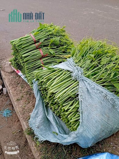 Chuyên Cung Cấp Thực Phẩm Sạch Tại Tp Hà Nội