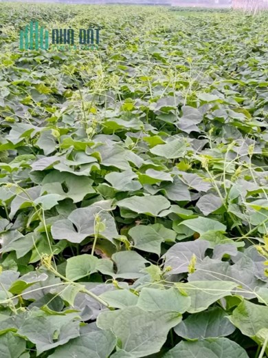 Chuyên Cung Cấp Thực Phẩm Sạch Tại Tp Hà Nội