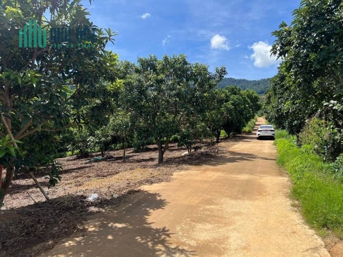 Cần tiền gấp bán gấp lô Đất Thổ Cư, Đã có sổ 2400m2 Lâm Hà, Lâm Đồng