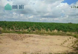 Cần bán gấp đất  DT 1,6 mẫu đất  tại huyện La Pa, tỉnh Gia Lai