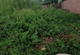 !!CHÍNH CHỦ CẦN RA LÔ ĐẤT TẠI THỊ XÃ MỸ HÀO, TỈNH HƯNG YÊN.