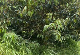 CHÍNH CHỦ CẦN BÁN GẤP LÔ ĐẤT Trồng Cây Lâu Năm