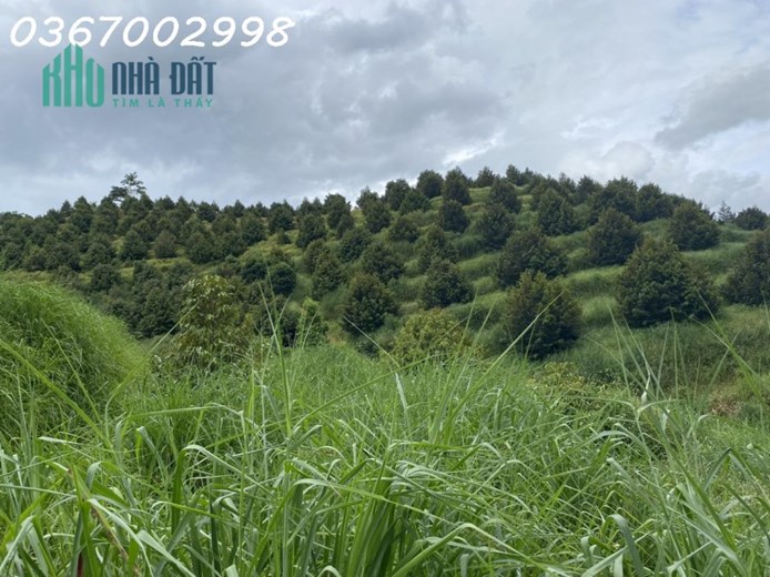 CHÍNH CHỦ CẦN BÁN GẤP LÔ ĐẤT Trồng Cây Lâu Năm