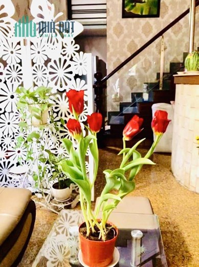 MẶT TIỀN BÌNH TRỊ ĐÔNG - DÒNG TIỀN TRÊN 50TR/ THÁNG - GIÁ NHỈNH 9 TỶ