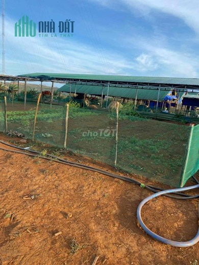 Bán đất 3 MT đang làm trang trại Tuy Đức, Đak Nông 40000m 6.3 tỷ Lh:0939996870