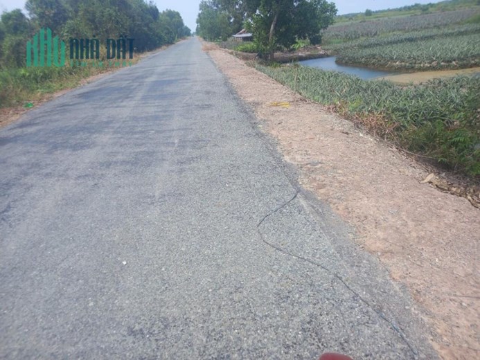 1hecta mặt tiền đường đông kênh 17,thị trấn Mỹ Phước,Tân Phước,Tiền Giang