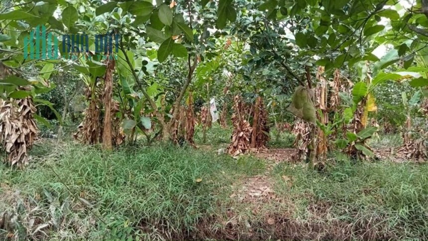 Bán 5hecta đất tại ấp Hưng Phú,Hưng Thạnh,Tân Phước,Tiền Giang