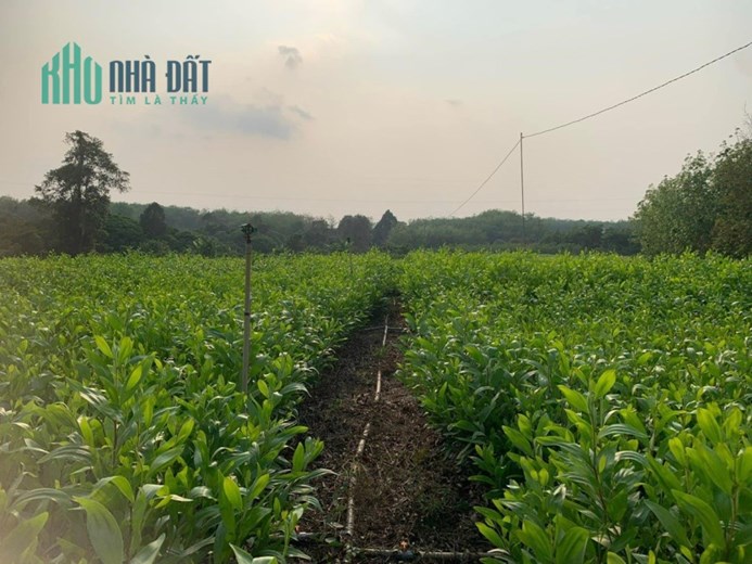 Cần bán NHANH 10894m2 đất tại xã Phước Minh, Bù Gia Mập, Bình Phước.