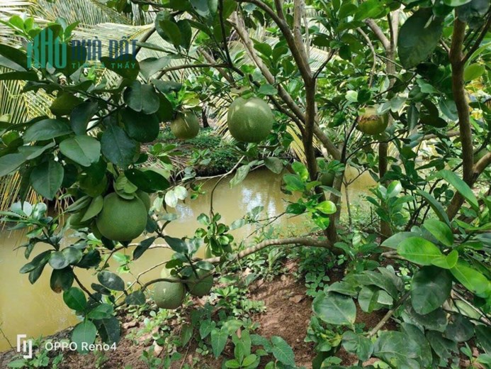 Bán 1công vườn tại xã Long An,Châu Thành,Tiền Giang