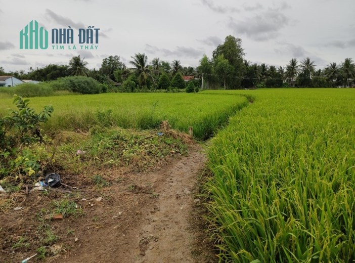 Bán gấp lô đất lúa giá 750 triệu