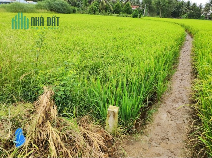 Bán gấp lô đất lúa giá 750 triệu