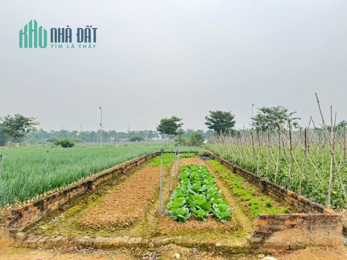 Bán đất khu B dự án KDT Cienco 5, Mê Linh. Gần trường đại học Tài Chính - Ngân Hàng.
