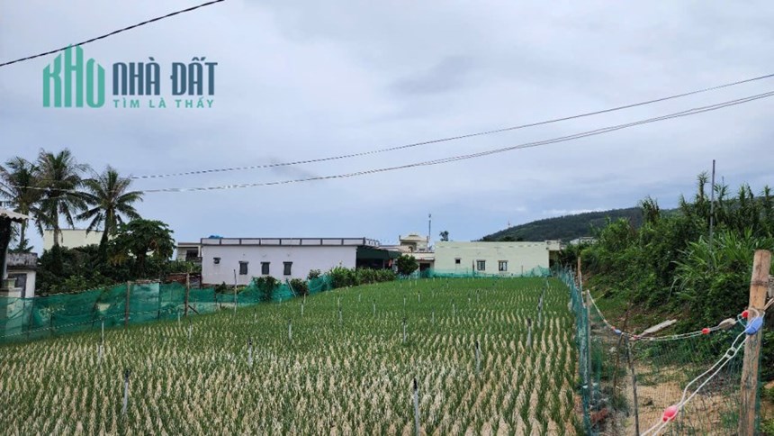 Bán đất trồng cây hàng năm tại đảo Lý Sơn, Quảng Ngãi giá siêu rẻ.