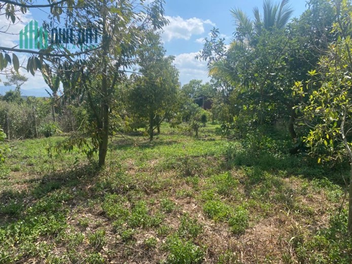 BÁN ĐẤT THÔN 11 – HÒA NAM, DI LINH – 1.181M², CÓ 75M² THỔ CƯ, TRỒNG SẦU RIÊNG, MẶT TIỀN HẺM 30M