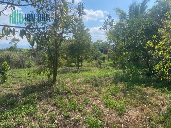 BÁN ĐẤT THÔN 11 – HÒA NAM, DI LINH – 1.181M², CÓ 75M² THỔ CƯ, TRỒNG SẦU RIÊNG, MẶT TIỀN HẺM 30M
