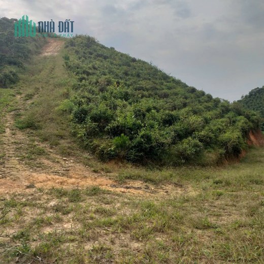 CHÍNH CHỦ BÁN ĐẤT TRỒNG CHÈ – CÀ PHÊ VIEW ĐẸP TẠI ĐẠI LÀO – BẢO LỘC 🌿