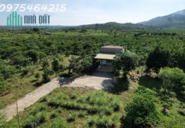 BÁN GẤP 1500m² ĐẤT ĐẸP – ĐƯỜNG ĐINH CÔNG TRÁNG, XÃ LỘC CHÂU, TP. BẢO LỘC – GIÁ CHỈ 1 TỶ 650 TRIỆU!