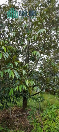 CHÍNH CHỦ BÁN GẤP VƯỜN SẦU RIÊNG – CÂY TO, SẮP CÓ TRÁI!