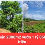 HẠ GIÁ TỪ 2.6 TỶ XUỐNG BÁN 1 tỷ 850 triệu - 2 sào đất vườn tổ 32 liên nghĩa-đức trọng -lâm đồng