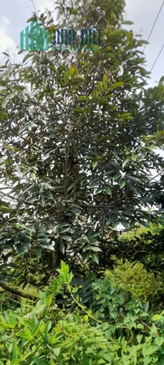 Bán đất vườn sầu riêng đang cho trái, mặt tiền sông lớn, 903m² giá chỉ 1 triệu/m²