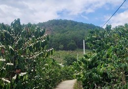 CẦN BÁN 6525M ĐẤT SỔ RIÊNG TÀ NUNG ĐÀ LẠT - giá chỉ 6 tỷ