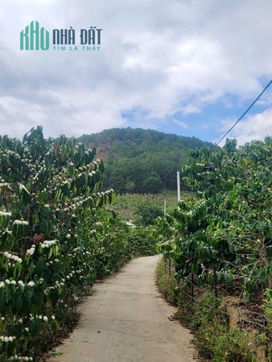 CẦN BÁN 6525M ĐẤT SỔ RIÊNG TÀ NUNG ĐÀ LẠT - giá chỉ 6 tỷ