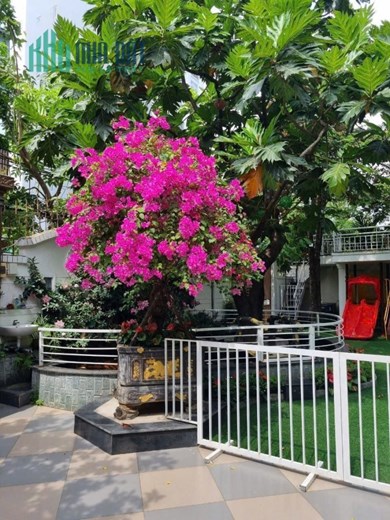 🌴 BIỆT THỰ MỸ KHÊ – MẶT TIỀN DƯƠNG ĐÌNH NGỆ – SIÊU HIẾM 🌴