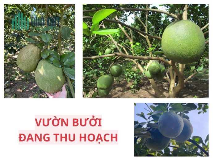 ĐẤT VƯỜN BƯỞI BÌNH DƯƠNG 263M² – CÓ THỔ CƯ, GIÁ 950TR