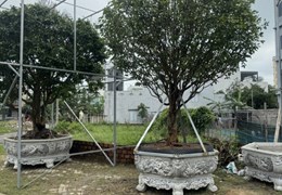140m2 đất cho thuê đường Nại Nam 8,sát vòng quay mặt trời.10tr/tháng, thuê HĐ 3 năm