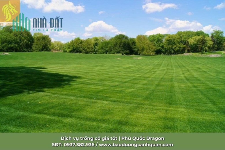 Giải pháp sân golf chuyên nghiệp - Nâng tầm đẳng cấp sân golf