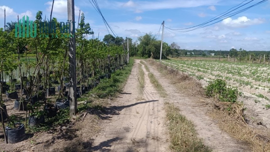 Bán gấp 9 công đất, Ấp Sa Nghe, An Cơ, Châu Thành, Tây Ninh, chỉ 1,9 tỷ.
